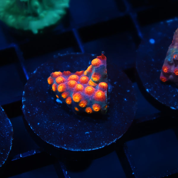 ARC Monets Madness Cyphastrea