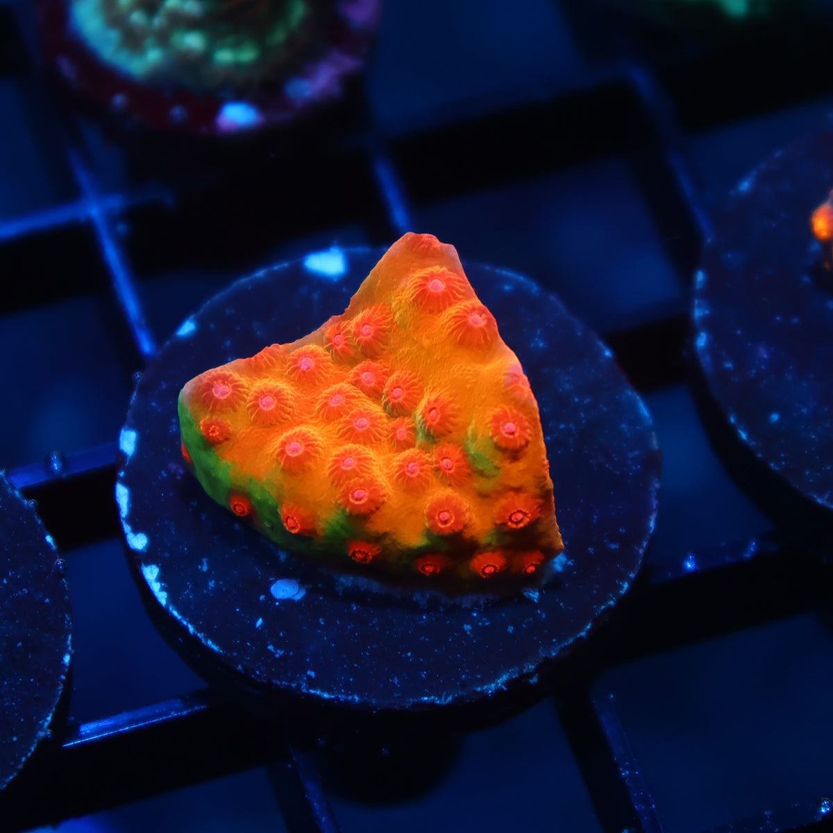 WWC Defcon Cyphastrea