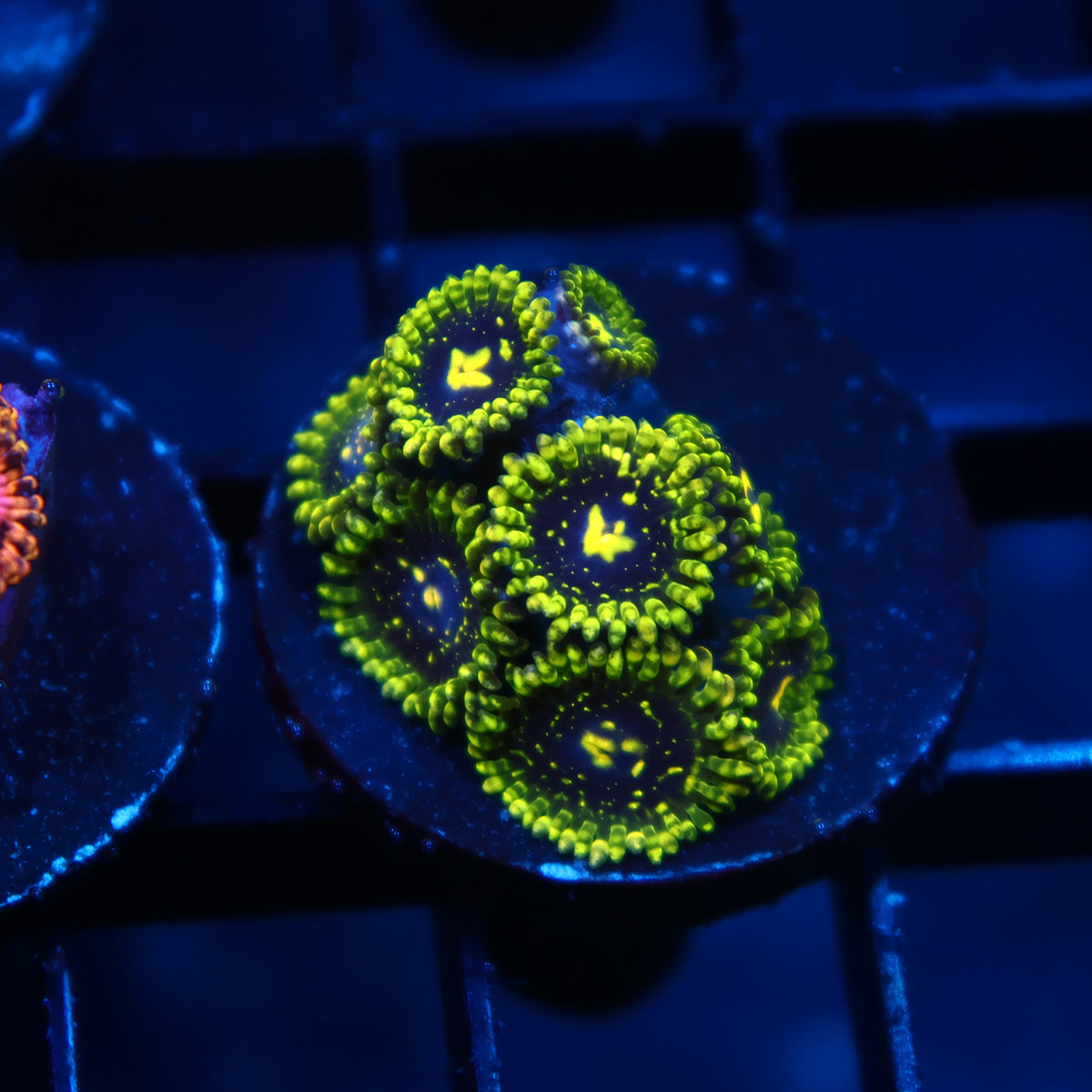 Exospheres