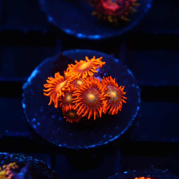 TCK Crazy Orange Zoas