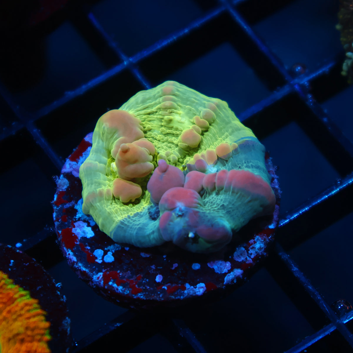 WWC Grafted Cosmic Candy Bounce Chalice