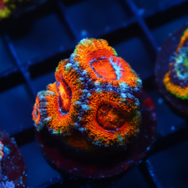 TCK Awesome Orange Acan Lord