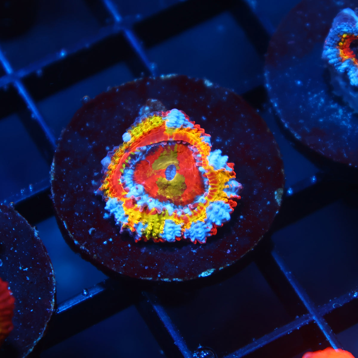 TCK Insanity Rainbow Acan Lord