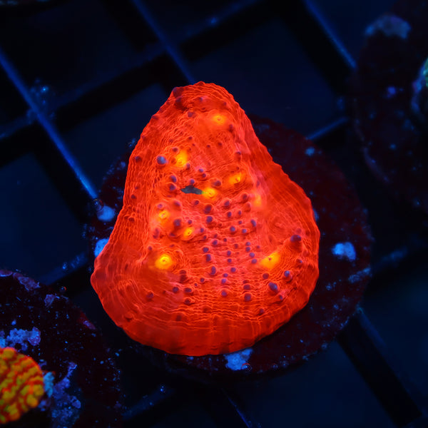 TCK Whirly Pop Chalice Red