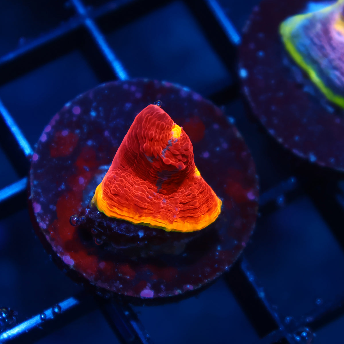 TCK Dynamite Rainbow Chalice Red Side