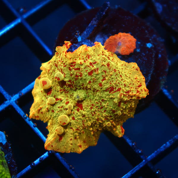 Mythical Corals Eclectus Bounce Mushroom With Baby