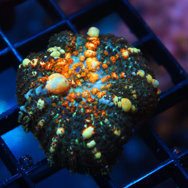 TCK Powerball Bounce Mushroom