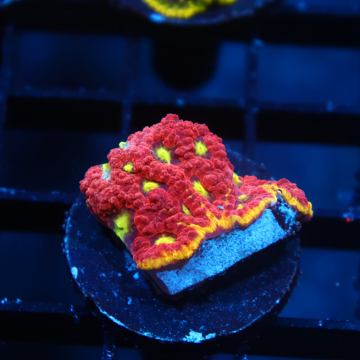 WWC Blood Diamond Favia