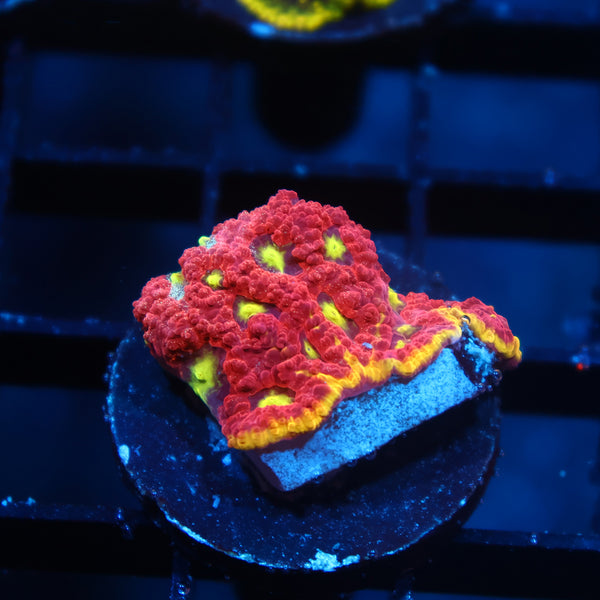 WWC Blood Diamond Favia