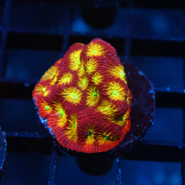 TCK Fire Favites