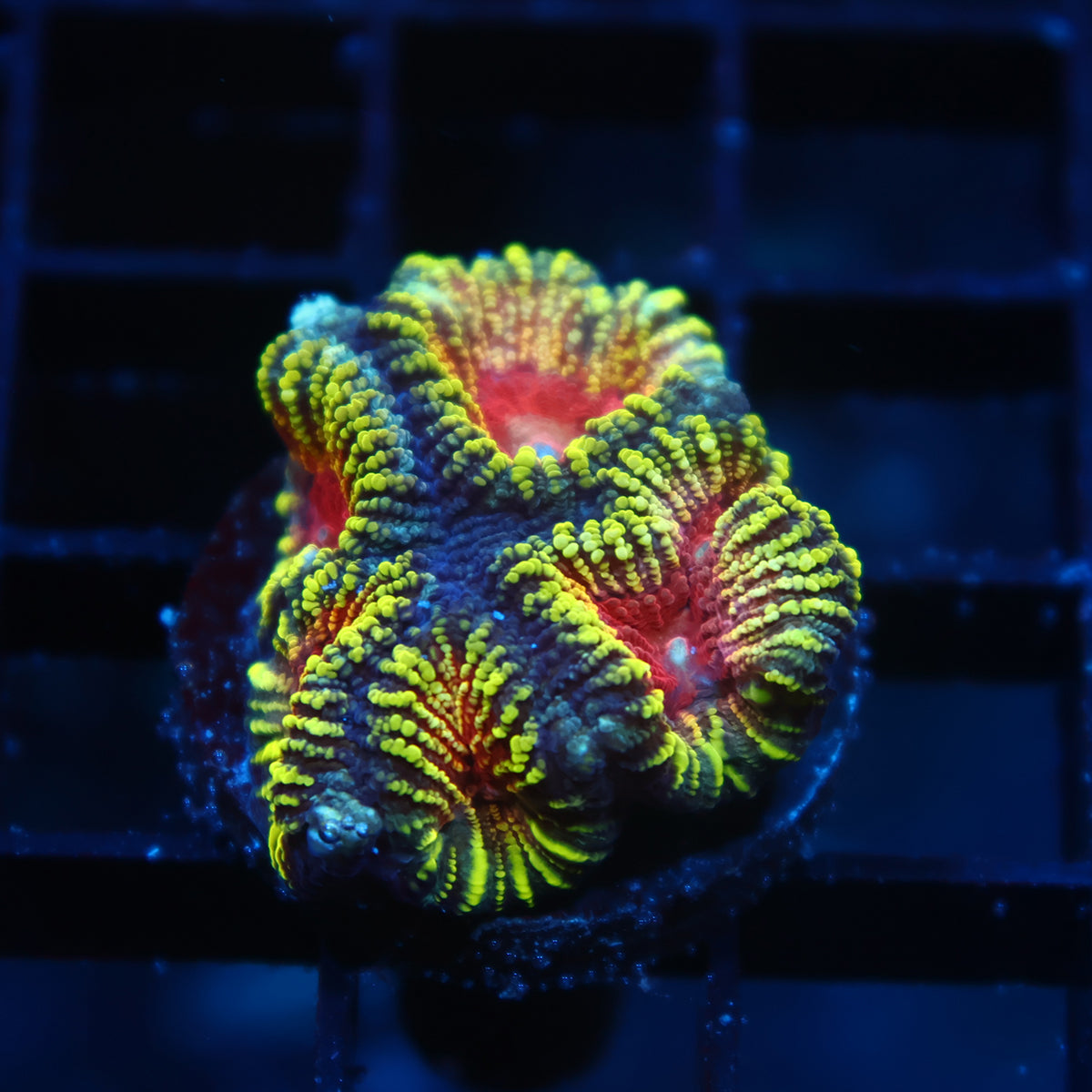 TCK Mayan Sun Favia