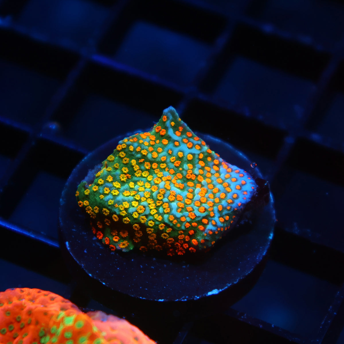 TCK Rainbow Roads Monti