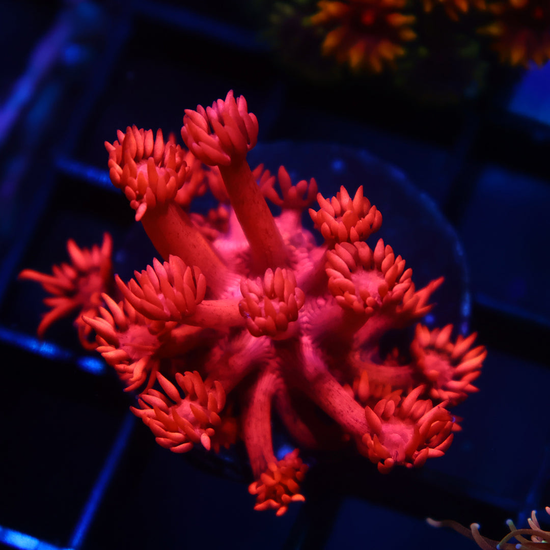 TCK Ruby Red Goni – TCKCorals