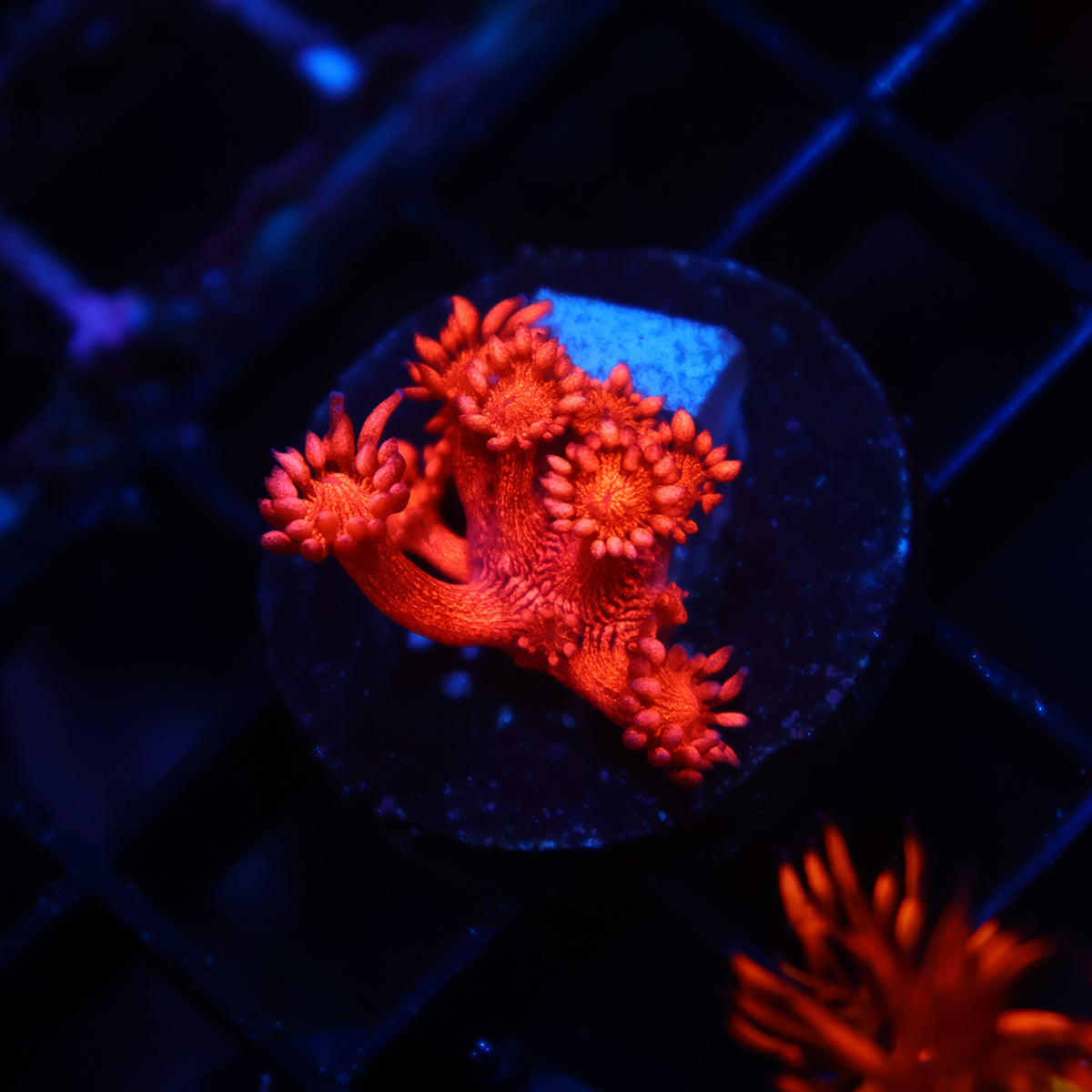TCK Red Glitterbomb Goni