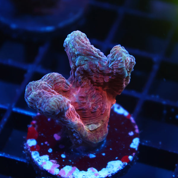 TCK Crazy Red Pectinia
