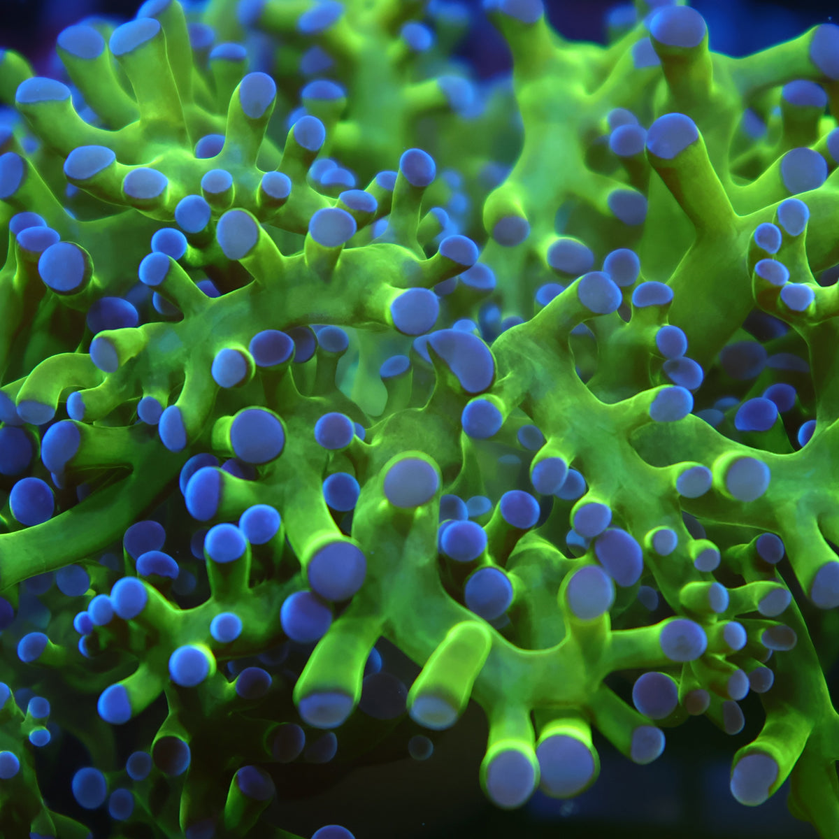 TCK Branching Green and Purple Frogspawn