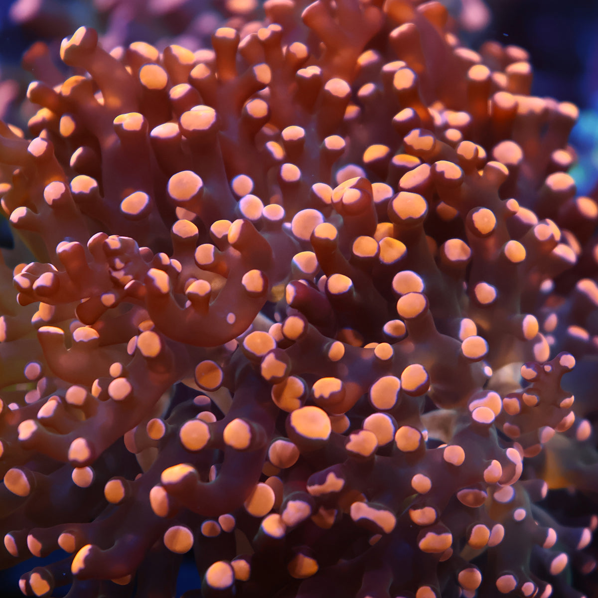 TCK Branching Gold Frogspawn