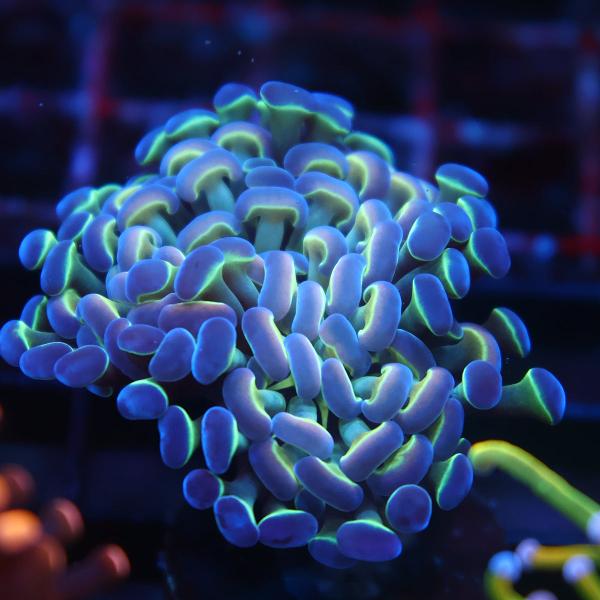 TCK Branching Purple Tips Hammer