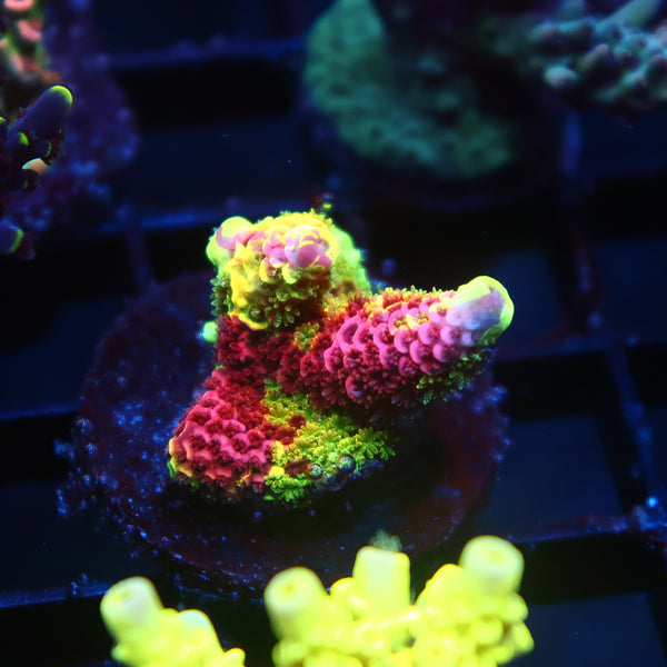 Lg RRC Rainbow Splice Cookie