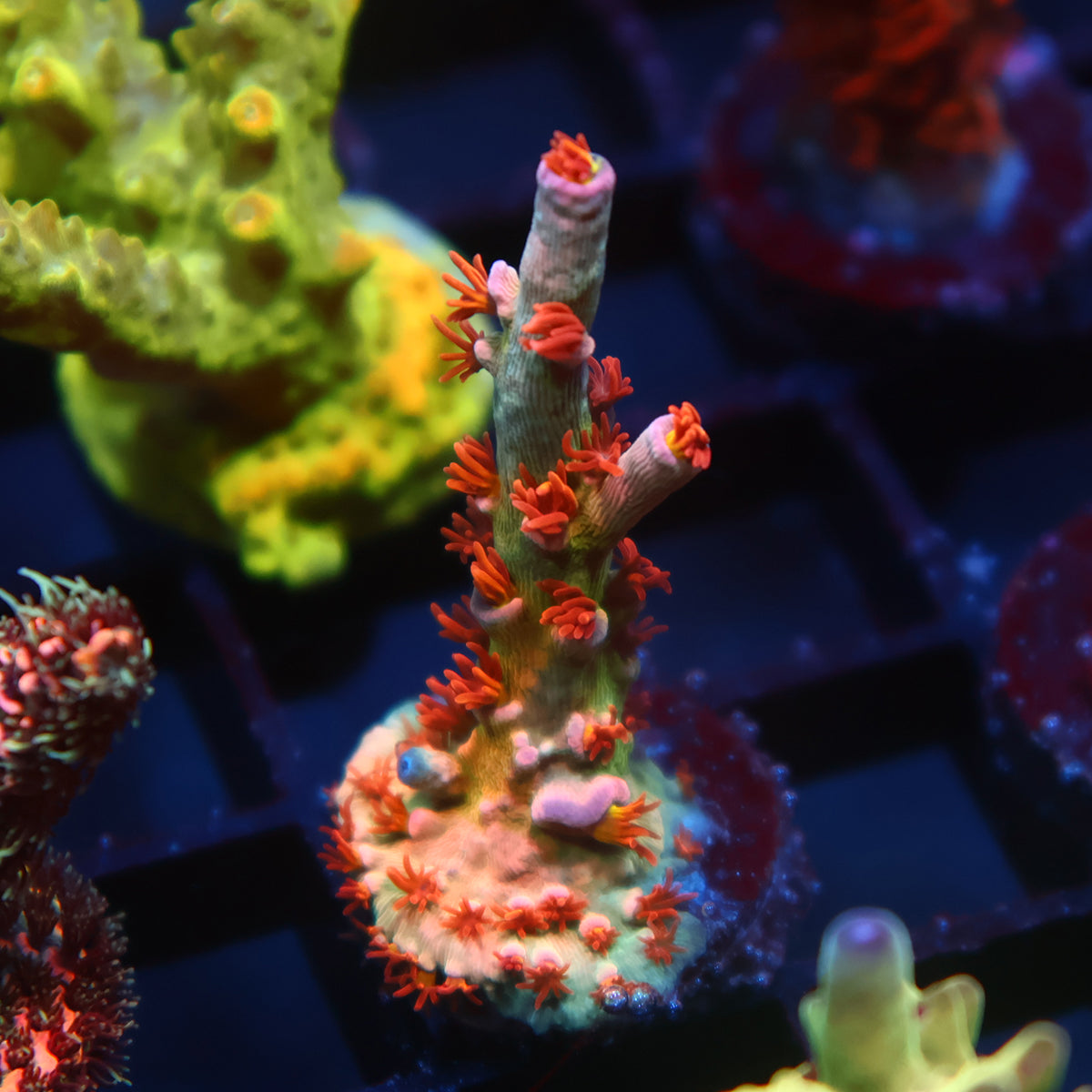 TCK Gamechanger Tenuis