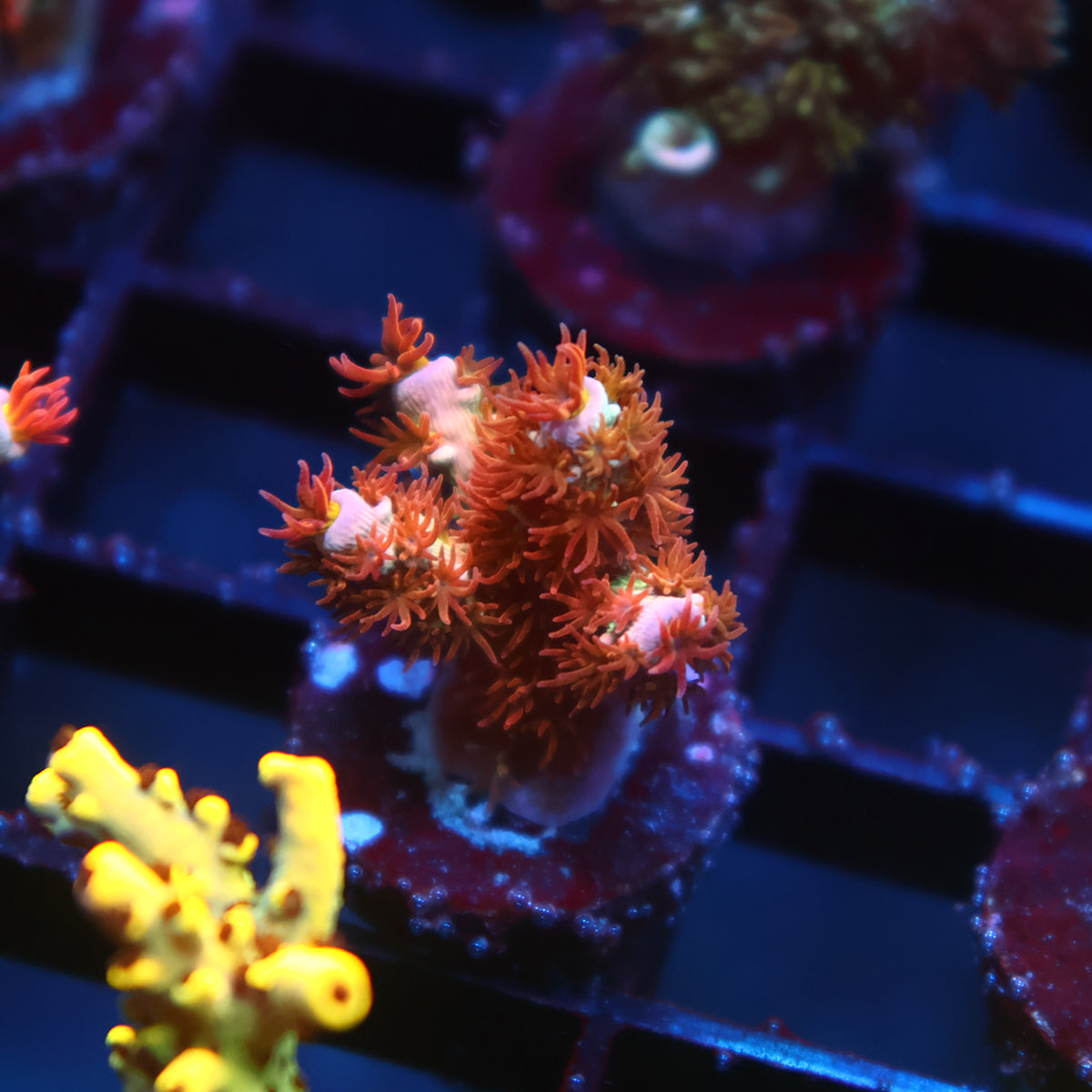 TCK Popcorn Polyps Tenuis
