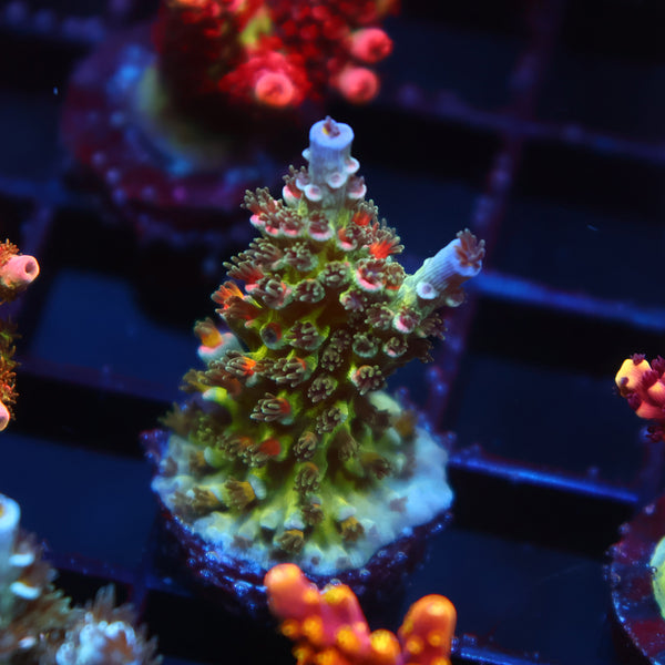 TCK Fire Polyps Tenuis