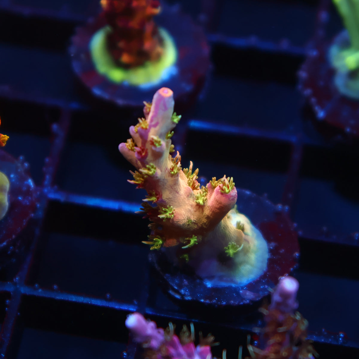 TCK Grafted Kaleidoscope