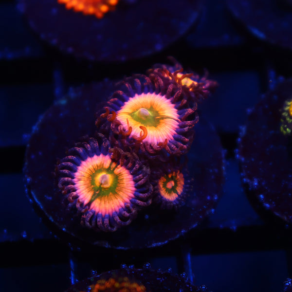 Rainbow Infusions