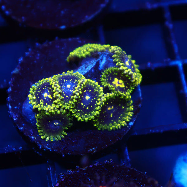 Exospheres