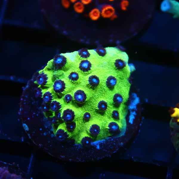 JF PPE Cyphastrea