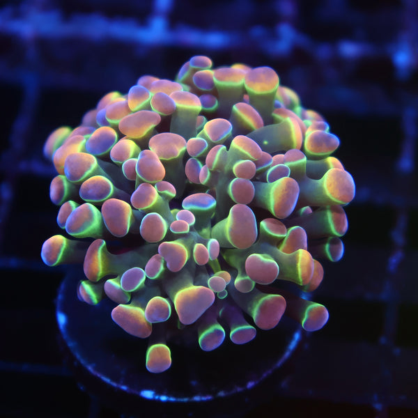 TCK Branching Holographic Hammer
