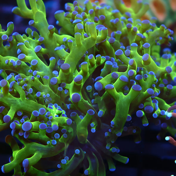 TCK Branching Green and Purple Frogspawn