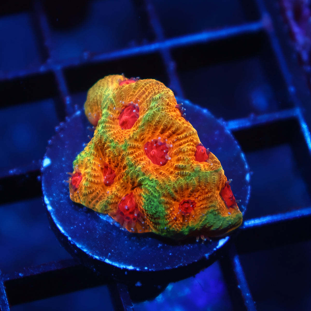 TCK Fascination Favia