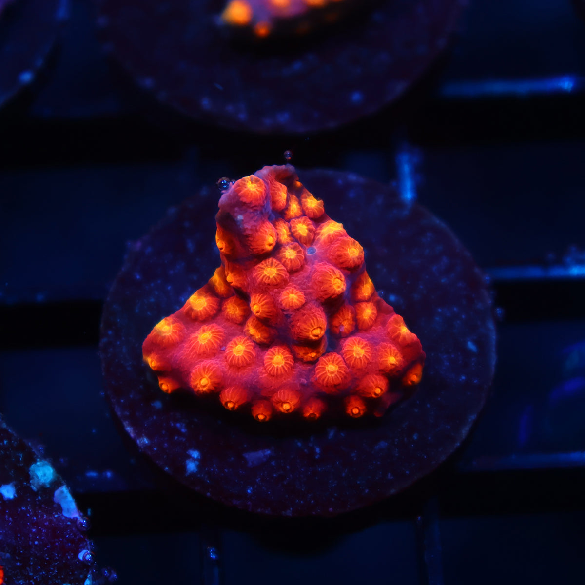 TCK Rainbow Abstract Cyphastrea