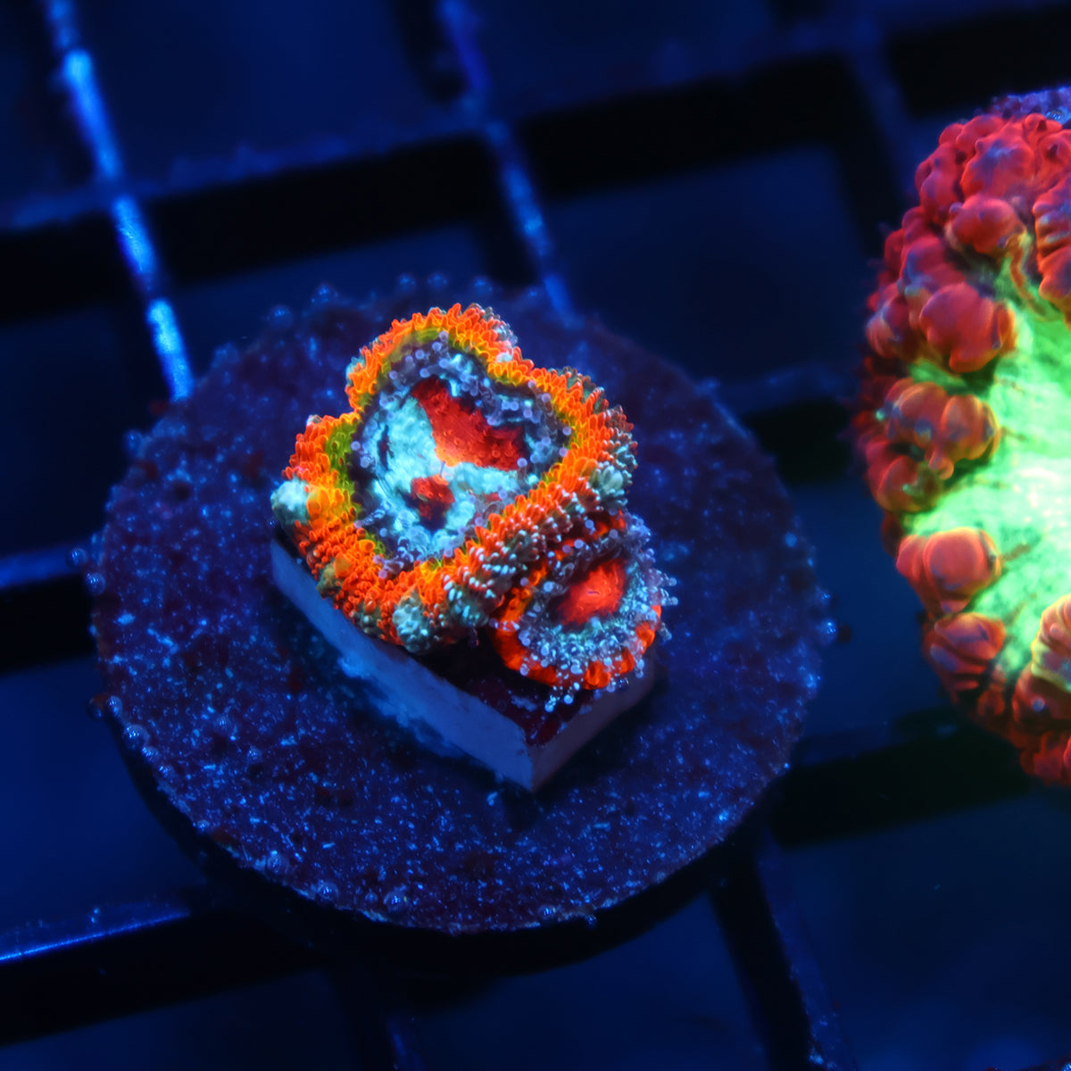 ECC OG Rainbow Roads Micromussa