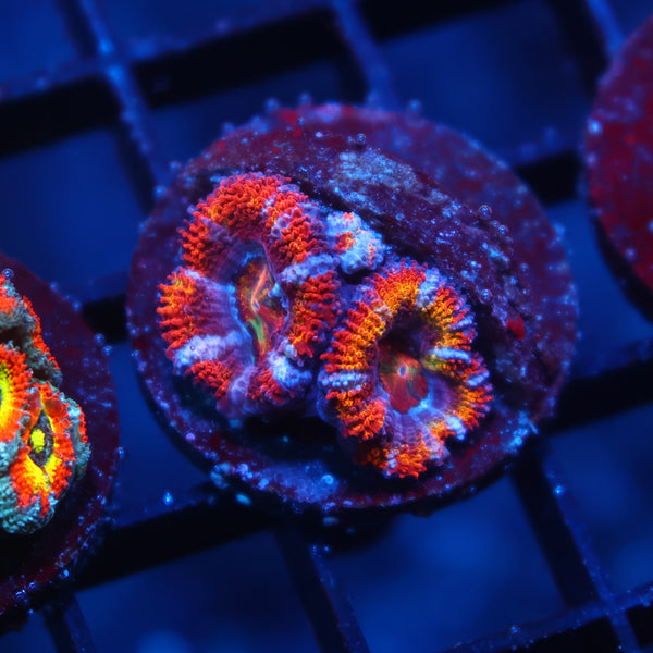 TCK Rainbow Acan Lord