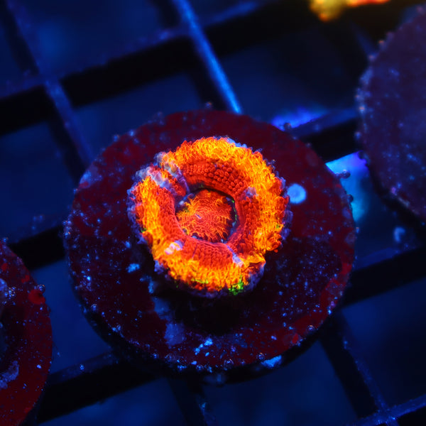 TCK Rainbow Rim Acan Lord
