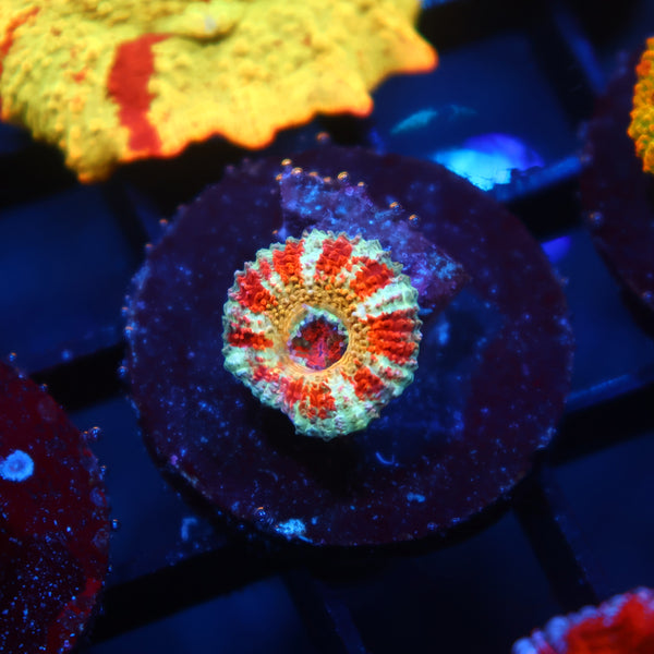 CC OG Rising Sun Acan Lord
