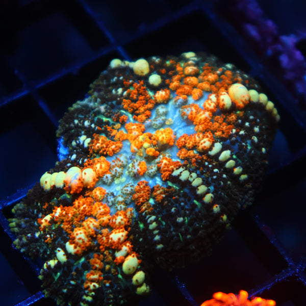 TCK Powerball Bounce Mushroom
