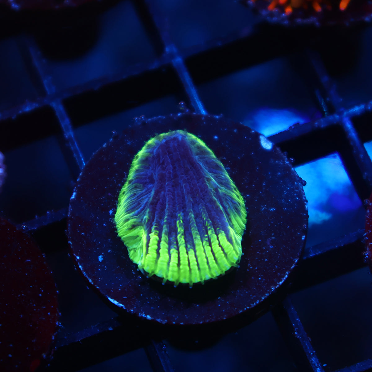 TCK Watermelon Diaseris