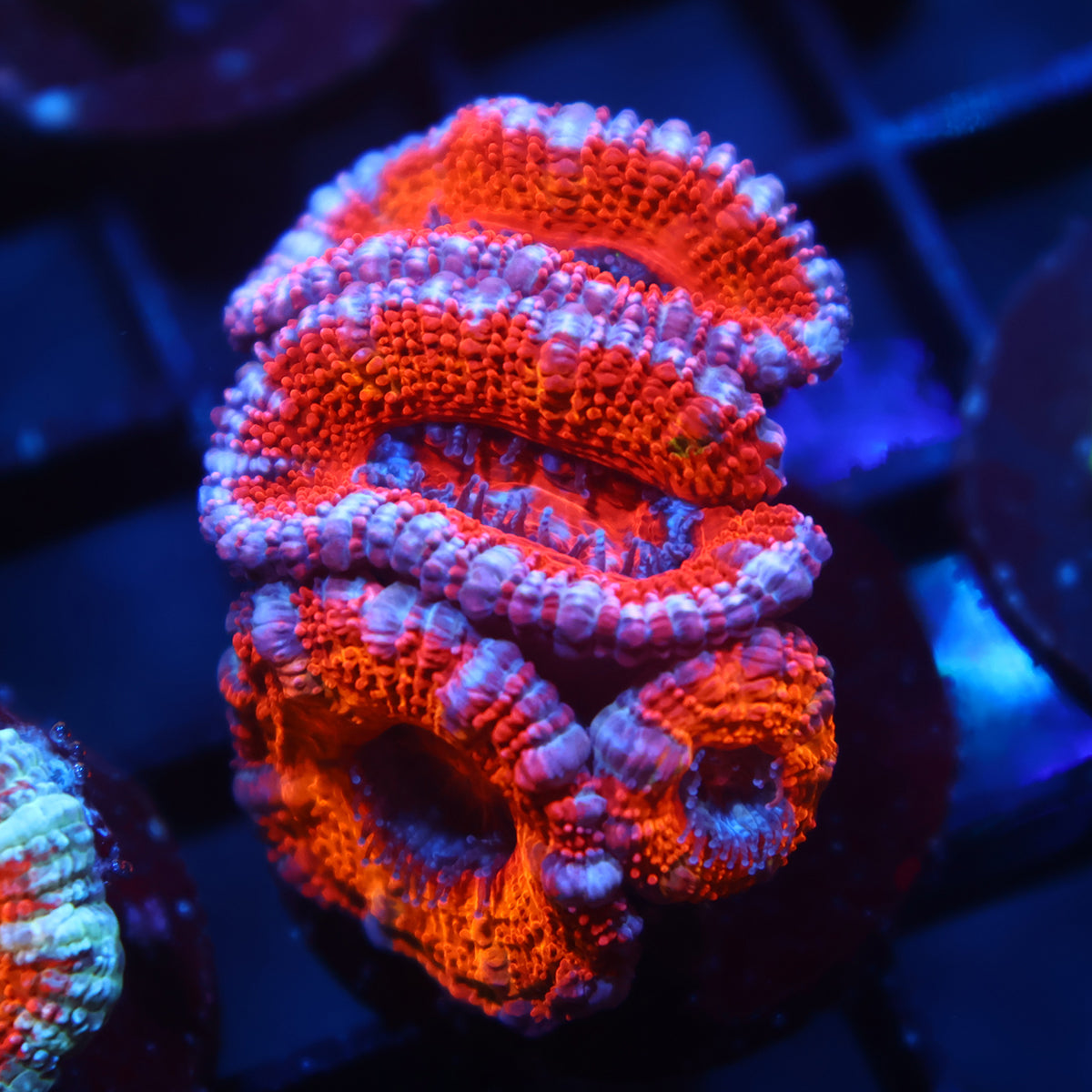 TCK Red Acan Lord