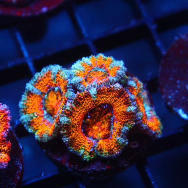 TCK Awesome Orange Acan Lord