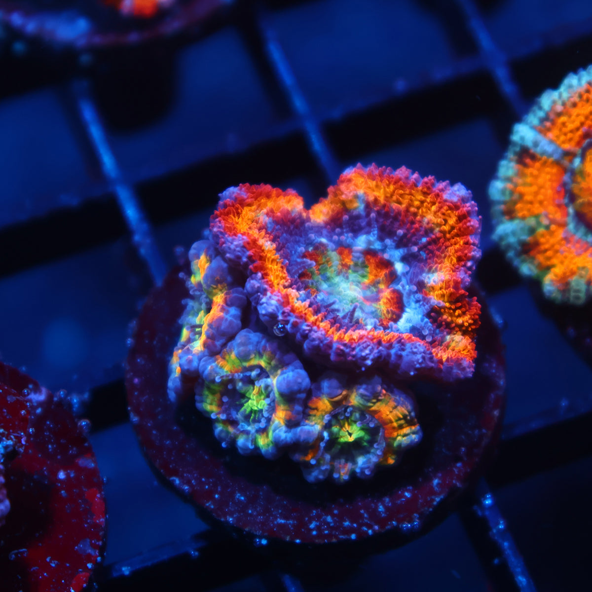 TCK King Candy Acan Lord