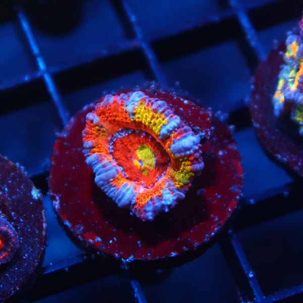 TCK Insanity Rainbow Acan Lord