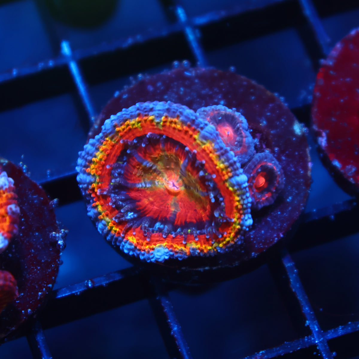 TCK Quantum Realm Acan Lord