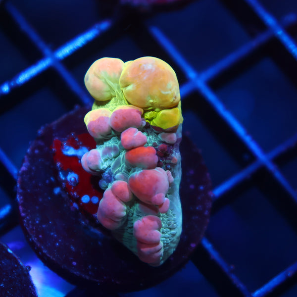 WWC Grafted Cosmic Candy Bounce Chalice