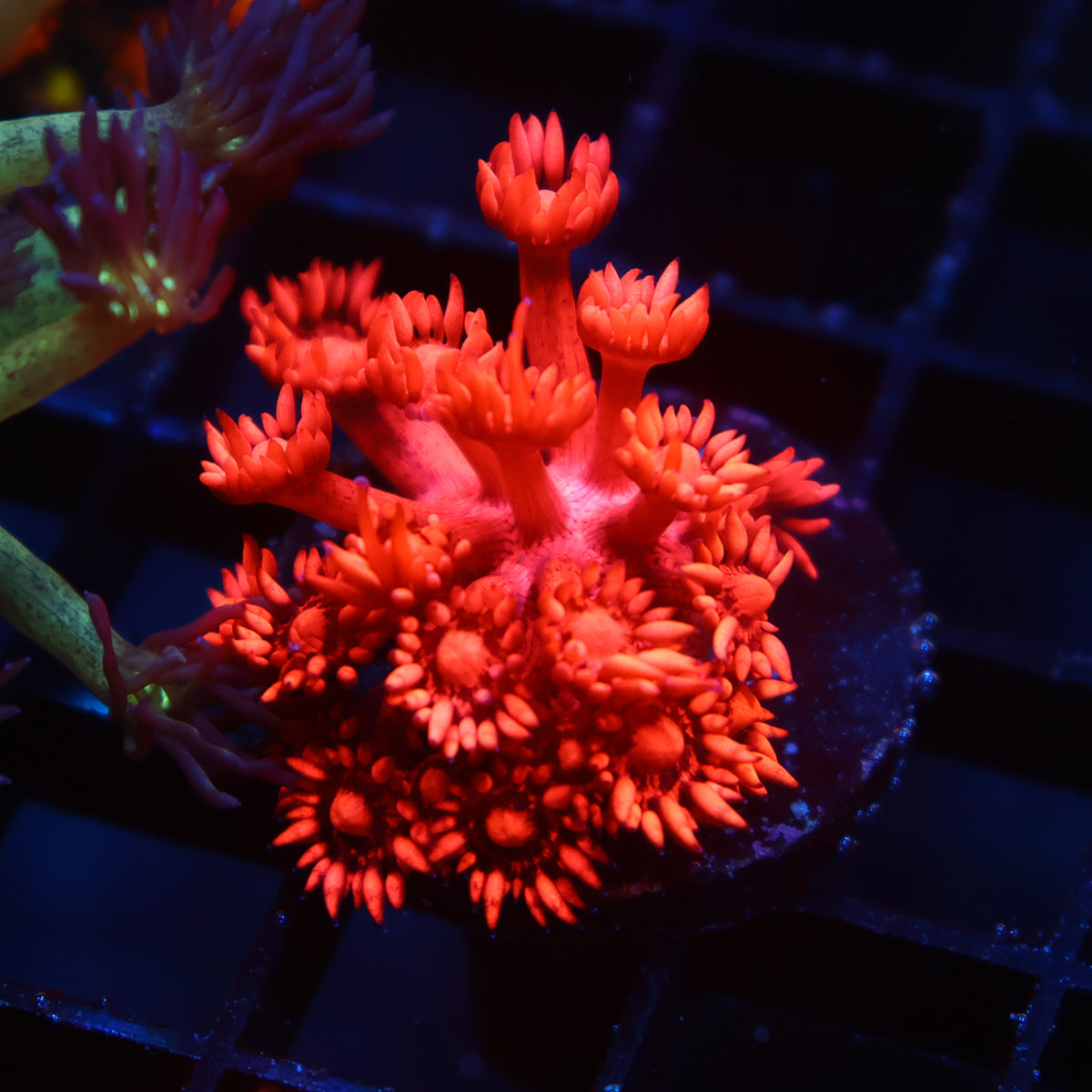 TCK Ruby Red Goni