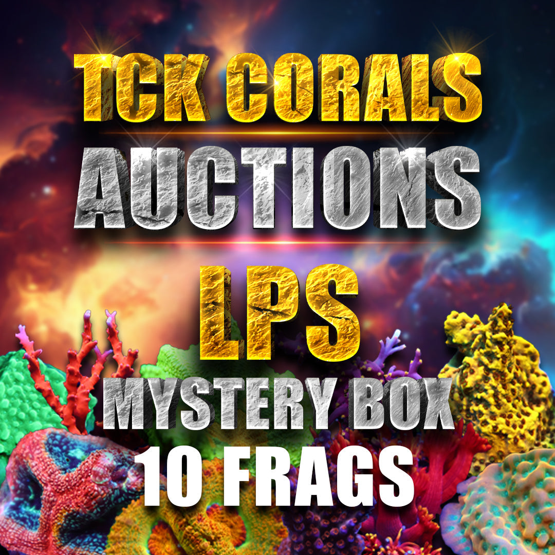 LPS Mystery Box 10 Pack