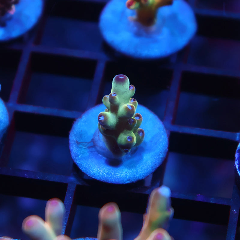 TCK New Release Ice Granulosa