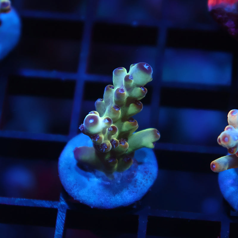 TCK New Release Ice Granulosa